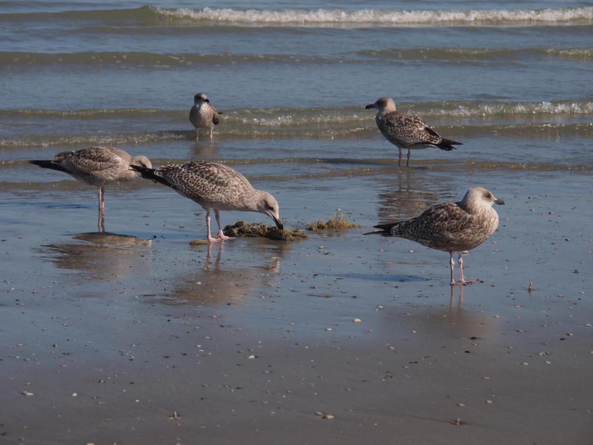 Entre Dunes Et Mer Bray-Dunes Luaran gambar